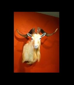 Spanish-Goat