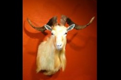 Spanish-Goat