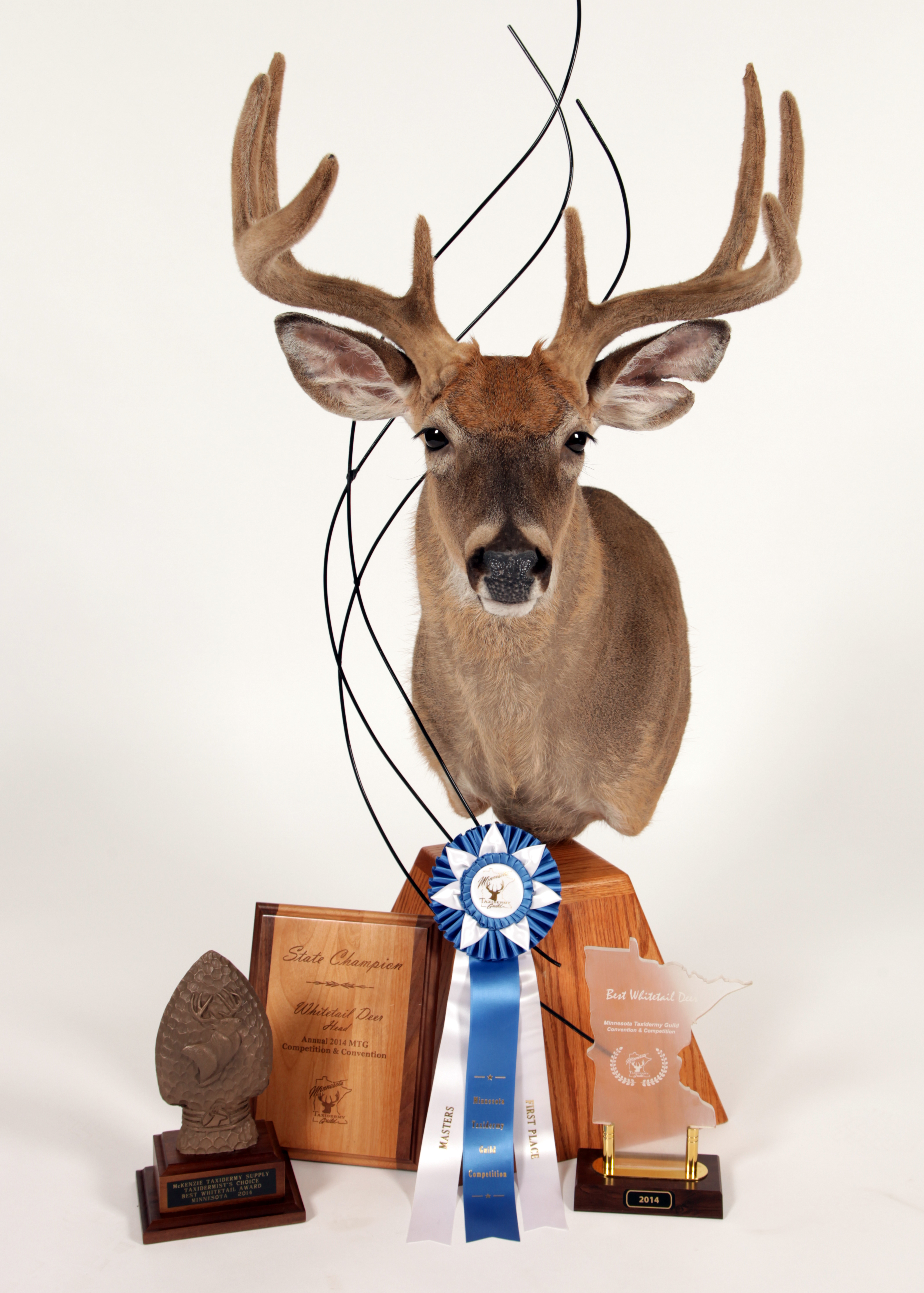 2014 State Champion Whitetail Deer