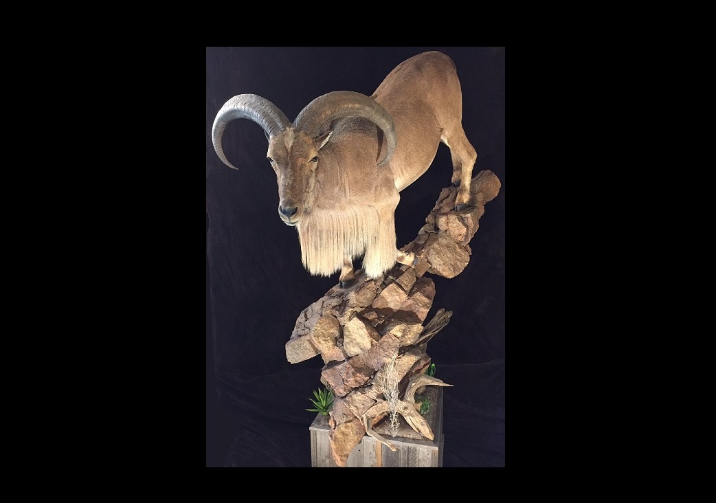 2016 State Champion Large Mammal Aoudad Sheep