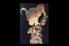 2016 State Champion Large Mammal Aoudad Sheep